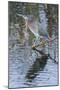 Green Heron-Gary Carter-Mounted Photographic Print