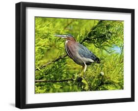 Green Heron-Gary Carter-Framed Photographic Print