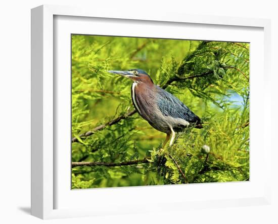 Green Heron-Gary Carter-Framed Photographic Print