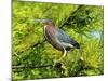 Green Heron-Gary Carter-Mounted Photographic Print