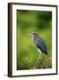 Green Heron-Gary Carter-Framed Photographic Print