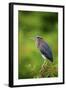 Green Heron-Gary Carter-Framed Photographic Print