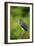 Green Heron-Gary Carter-Framed Photographic Print