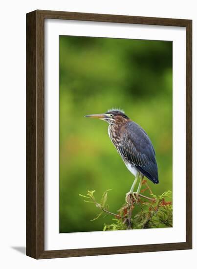 Green Heron-Gary Carter-Framed Photographic Print