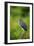 Green Heron-Gary Carter-Framed Photographic Print