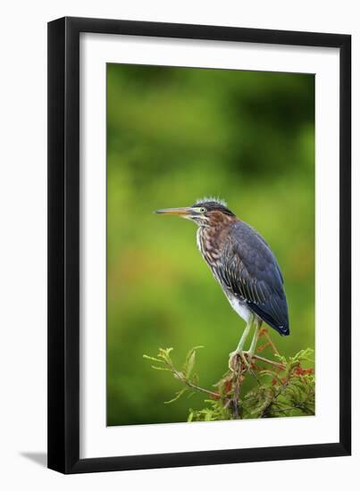Green Heron-Gary Carter-Framed Photographic Print