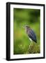 Green Heron-Gary Carter-Framed Photographic Print