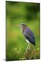 Green Heron-Gary Carter-Mounted Photographic Print