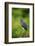 Green Heron-Gary Carter-Framed Photographic Print