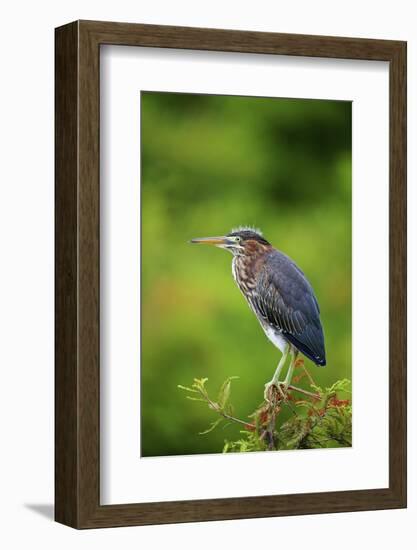 Green Heron-Gary Carter-Framed Photographic Print