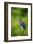 Green Heron-Gary Carter-Framed Photographic Print