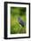 Green Heron-Gary Carter-Framed Photographic Print