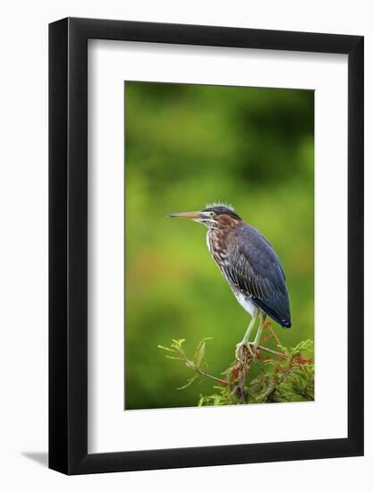 Green Heron-Gary Carter-Framed Photographic Print