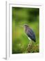 Green Heron-Gary Carter-Framed Photographic Print