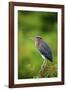 Green Heron-Gary Carter-Framed Photographic Print