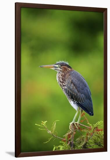 Green Heron-Gary Carter-Framed Photographic Print