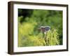 Green Heron-Gary Carter-Framed Photographic Print