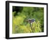 Green Heron-Gary Carter-Framed Photographic Print