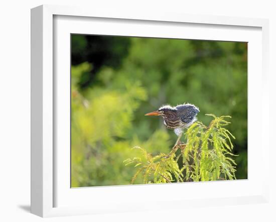 Green Heron-Gary Carter-Framed Photographic Print