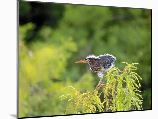 Green Heron-Gary Carter-Mounted Photographic Print