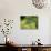 Green Heron-Gary Carter-Photographic Print displayed on a wall