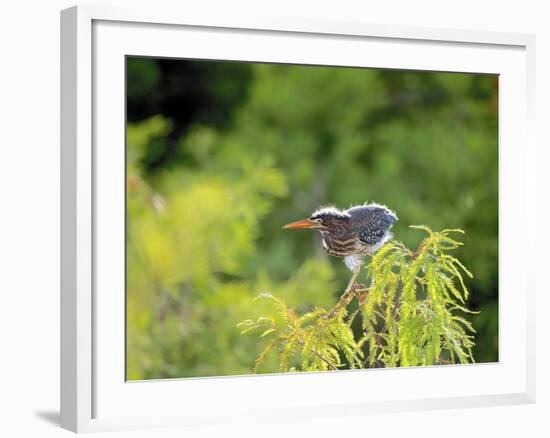 Green Heron-Gary Carter-Framed Photographic Print