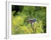 Green Heron-Gary Carter-Framed Photographic Print