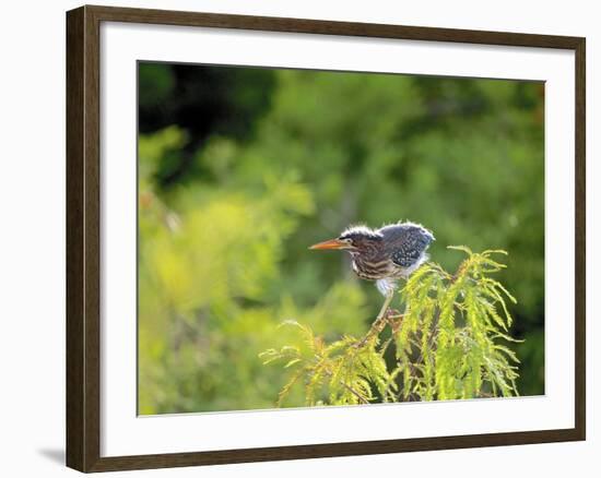 Green Heron-Gary Carter-Framed Photographic Print