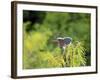 Green Heron-Gary Carter-Framed Photographic Print