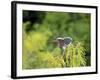 Green Heron-Gary Carter-Framed Photographic Print