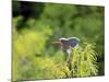 Green Heron-Gary Carter-Mounted Photographic Print