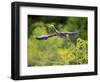 Green Heron-Gary Carter-Framed Photographic Print