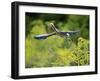 Green Heron-Gary Carter-Framed Photographic Print