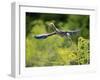 Green Heron-Gary Carter-Framed Photographic Print