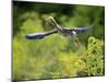 Green Heron-Gary Carter-Mounted Photographic Print