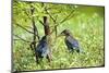 Green Heron-Gary Carter-Mounted Photographic Print