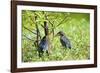 Green Heron-Gary Carter-Framed Photographic Print