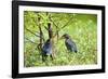 Green Heron-Gary Carter-Framed Photographic Print