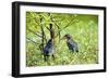 Green Heron-Gary Carter-Framed Photographic Print