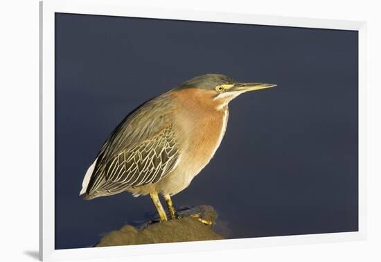 Green Heron-Hal Beral-Framed Photographic Print