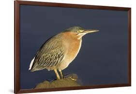 Green Heron-Hal Beral-Framed Photographic Print