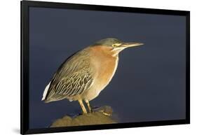 Green Heron-Hal Beral-Framed Photographic Print