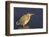 Green Heron-Hal Beral-Framed Photographic Print