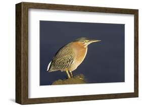 Green Heron-Hal Beral-Framed Photographic Print