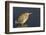 Green Heron-Hal Beral-Framed Photographic Print