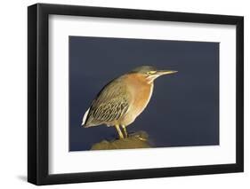 Green Heron-Hal Beral-Framed Photographic Print