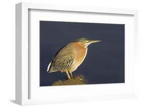 Green Heron-Hal Beral-Framed Photographic Print