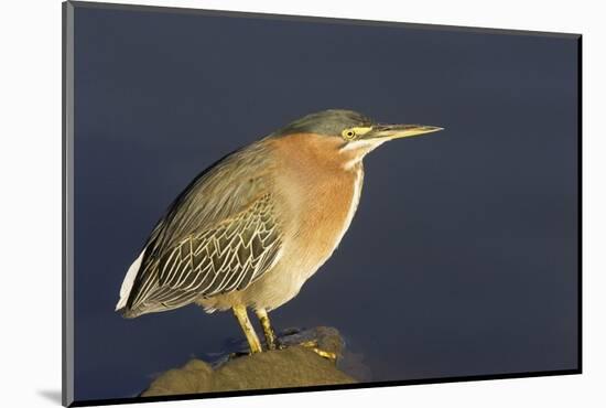 Green Heron-Hal Beral-Mounted Photographic Print