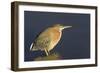 Green Heron-Hal Beral-Framed Photographic Print