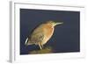 Green Heron-Hal Beral-Framed Photographic Print